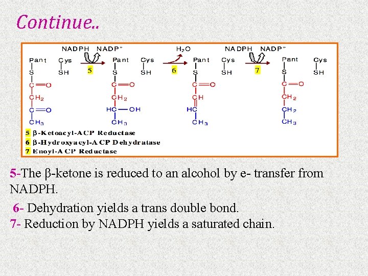 Continue. . 5 -The β-ketone is reduced to an alcohol by e- transfer from