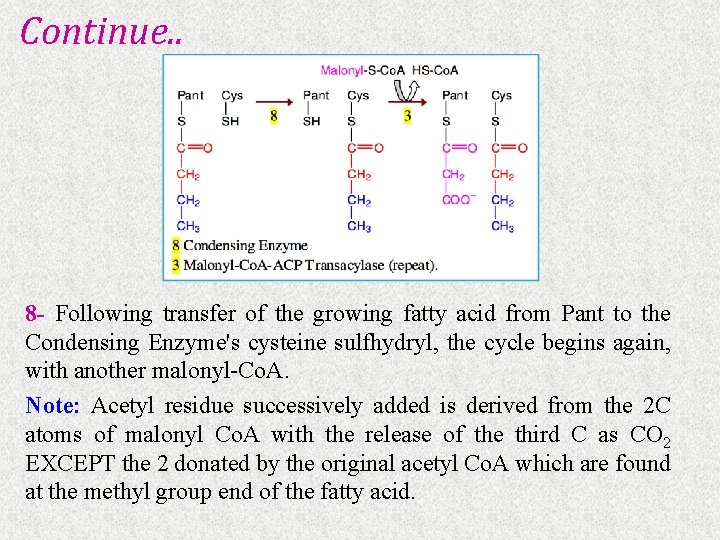 Continue. . 8 - Following transfer of the growing fatty acid from Pant to