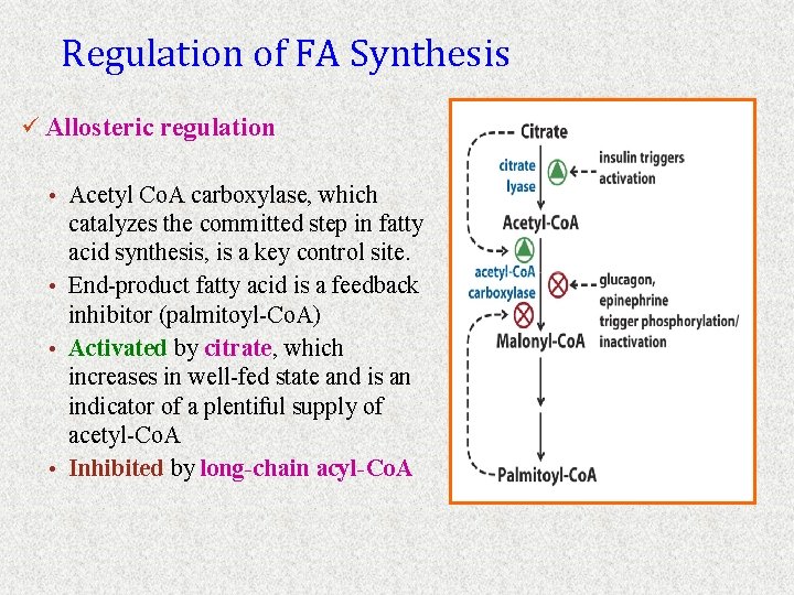 Regulation of FA Synthesis ü Allosteric regulation • Acetyl Co. A carboxylase, which catalyzes