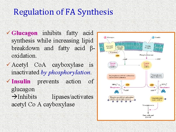 Regulation of FA Synthesis ü Glucagon inhibits fatty acid synthesis while increasing lipid breakdown