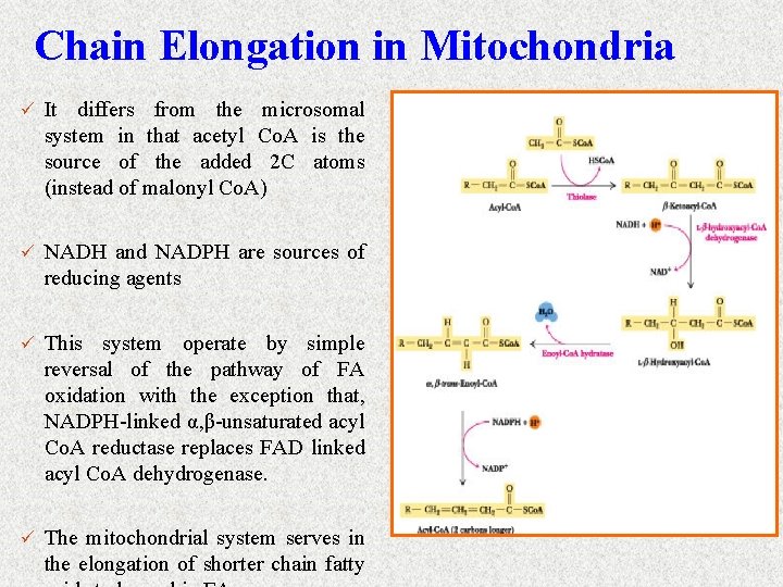 Chain Elongation in Mitochondria ü It differs from the microsomal system in that acetyl
