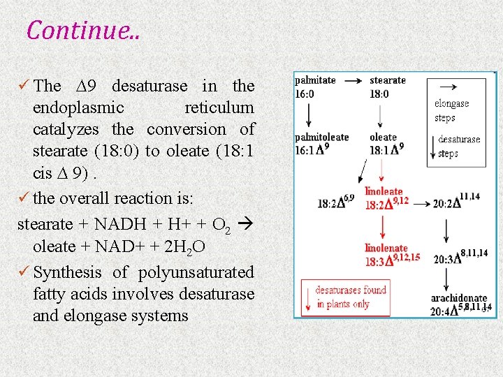 Continue. . ü The ∆9 desaturase in the endoplasmic reticulum catalyzes the conversion of