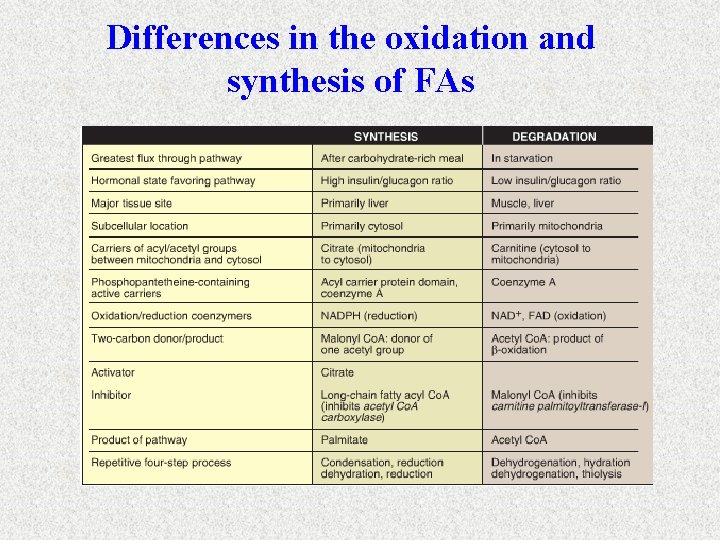 Differences in the oxidation and synthesis of FAs 