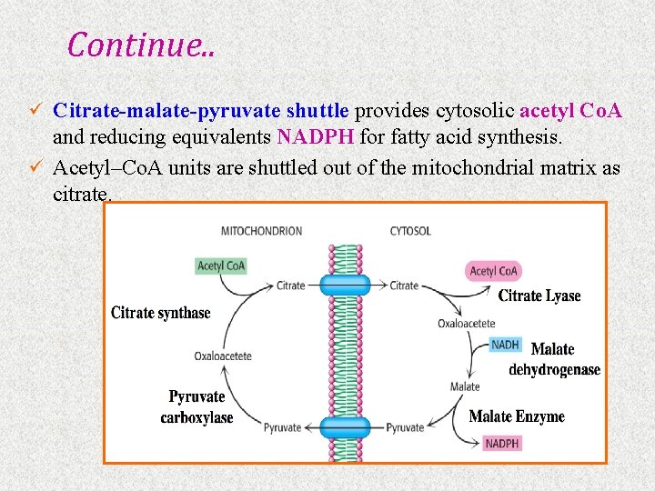 Continue. . ü Citrate-malate-pyruvate shuttle provides cytosolic acetyl Co. A and reducing equivalents NADPH