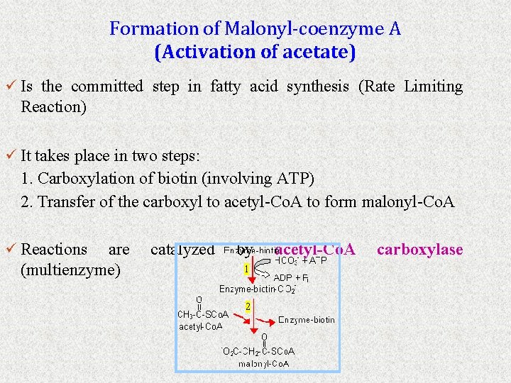 Formation of Malonyl-coenzyme A (Activation of acetate) ü Is the committed step in fatty
