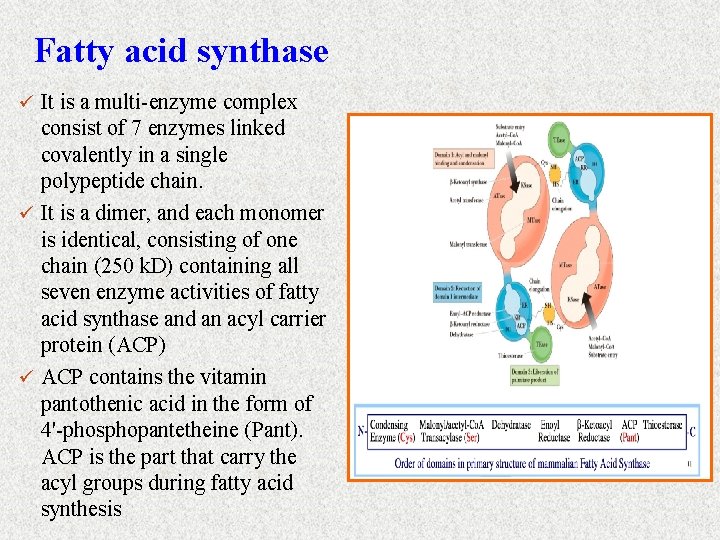 Fatty acid synthase ü It is a multi-enzyme complex consist of 7 enzymes linked