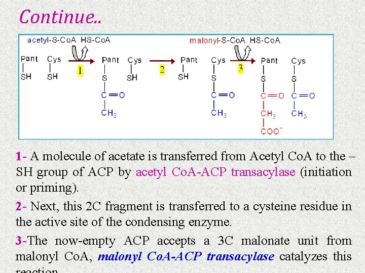 Continue. . 1 - A molecule of acetate is transferred from Acetyl Co. A