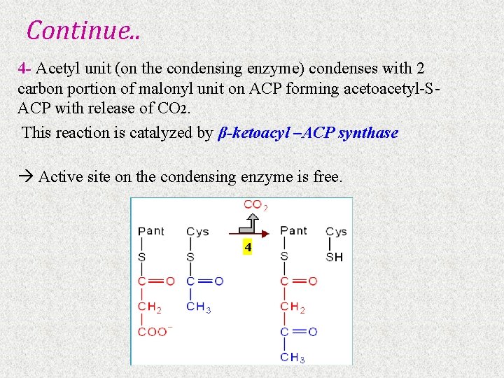 Continue. . 4 - Acetyl unit (on the condensing enzyme) condenses with 2 carbon