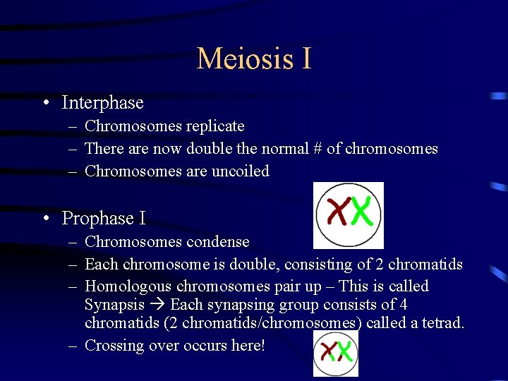 Meiosis I • Interphase – Chromosomes replicate – There are now double the normal