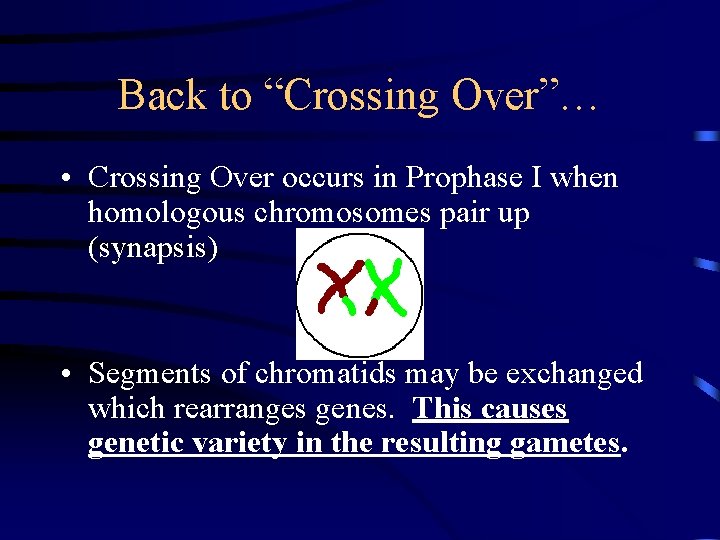 Back to “Crossing Over”… • Crossing Over occurs in Prophase I when homologous chromosomes
