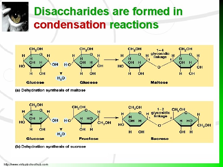 Disaccharides are formed in condensation reactions http: //www. virtualschoolhub. com  Disaccharides are formed in condensation reactions http: //www. virtualschoolhub. com