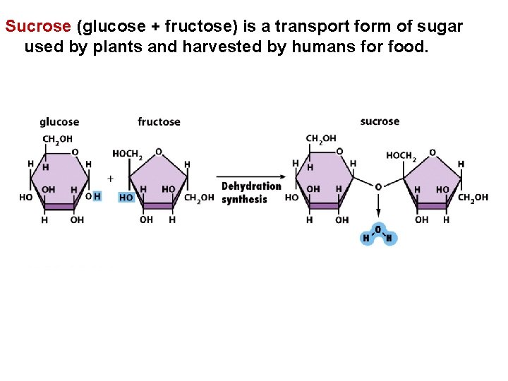 Sucrose (glucose + fructose) is a transport form of sugar used by plants and Sucrose (glucose + fructose) is a transport form of sugar used by plants and