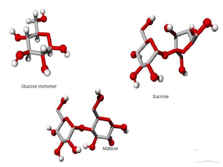 Figure 5. 5 x Glucose monomer and disaccharides Glucose monomer Sucrose Maltose http: //www. Figure 5. 5 x Glucose monomer and disaccharides Glucose monomer Sucrose Maltose http: //www.