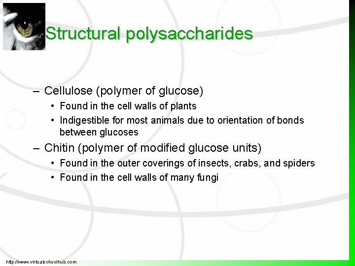 Structural polysaccharides – Cellulose (polymer of glucose) • Found in the cell walls of Structural polysaccharides – Cellulose (polymer of glucose) • Found in the cell walls of