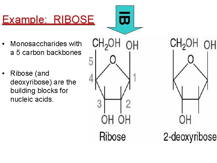 • Monosaccharides with a 5 carbon backbones • Ribose (and deoxyribose) are the  • Monosaccharides with a 5 carbon backbones • Ribose (and deoxyribose) are the