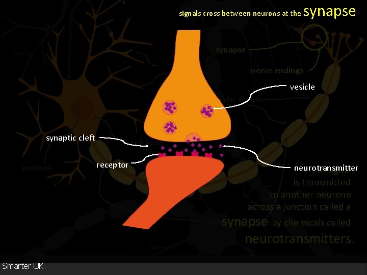 signals cross between neurons at the synapse dendrites nerve endings vesicle myelin sheath synaptic