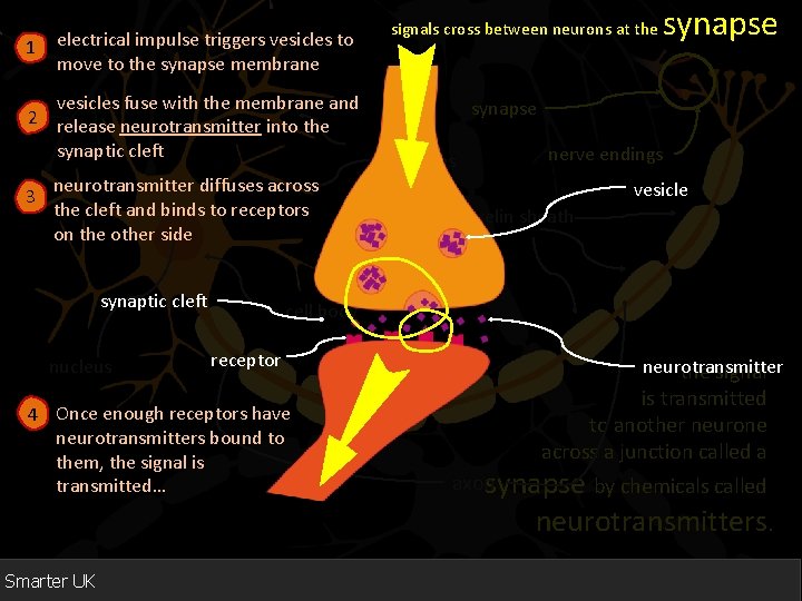 1 electrical impulse triggers vesicles to move to the synapse membrane vesicles fuse with