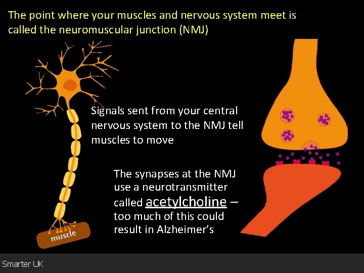 The point where your muscles and nervous system meet is called the neuromuscular junction
