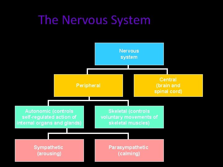 The Nervous System Nervous system Central (brain and spinal cord) Peripheral Autonomic (controls self-regulated