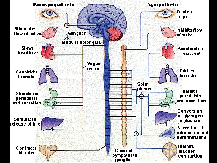 Parasympathetic vs. Sympathetic Divisions 