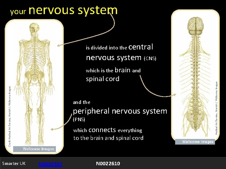 your nervous system is divided into the central nervous system (CNS) Credit Medical Art