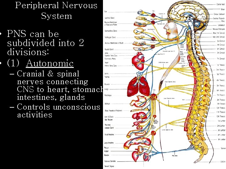 Peripheral Nervous System • PNS can be subdivided into 2 divisions: • (1) Autonomic
