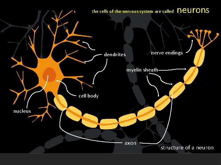 the cells of the nervous system are called neurons nerve endings dendrites myelin sheath