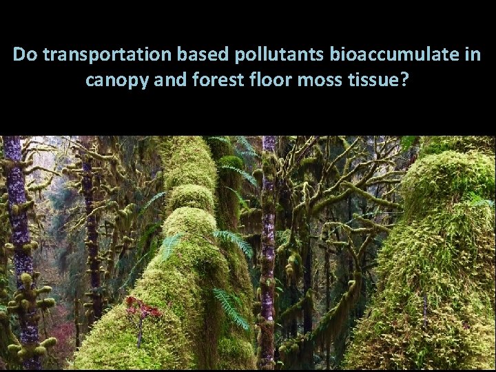 Do transportation based pollutants bioaccumulate in canopy and forest floor moss tissue? 