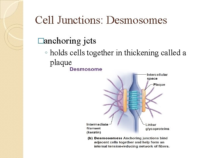 Cell Junctions: Desmosomes �anchoring jcts ◦ holds cells together in thickening called a plaque