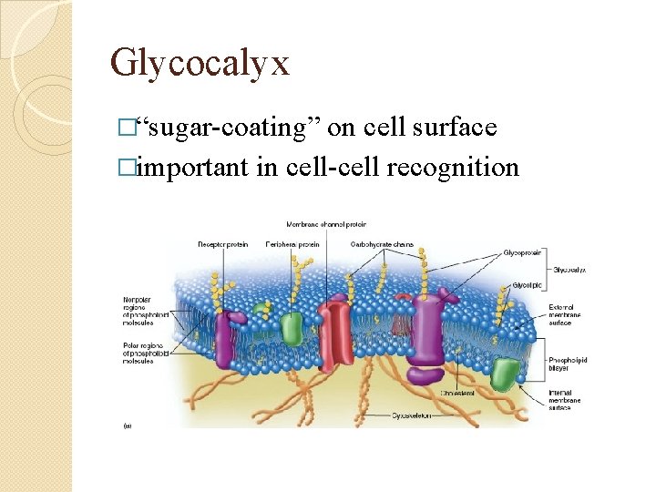 Glycocalyx �“sugar-coating” on cell surface �important in cell-cell recognition 