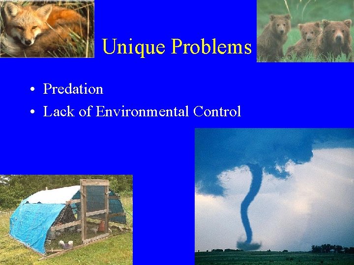 Unique Problems • Predation • Lack of Environmental Control 