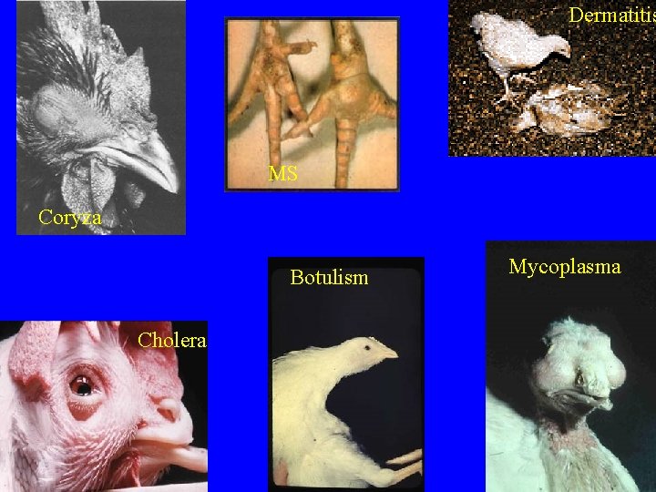 Dermatitis MS Coryza Botulism Cholera Mycoplasma 