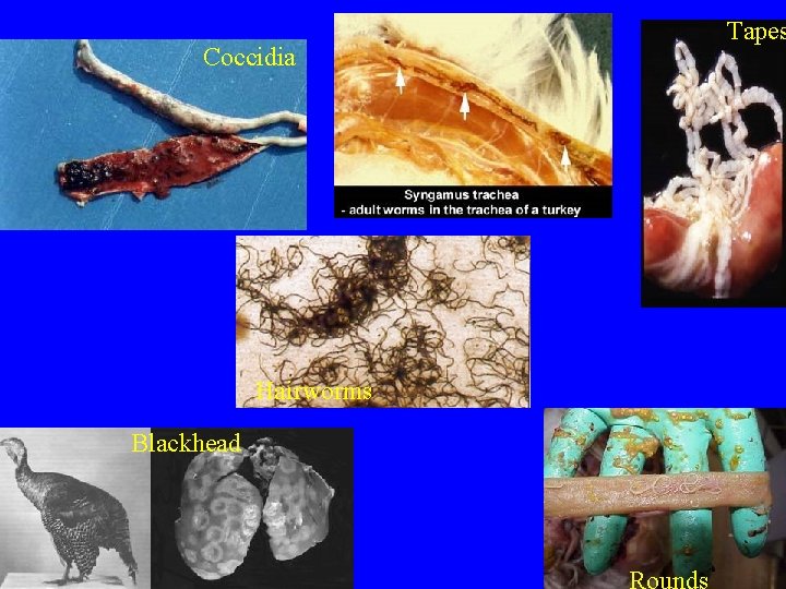 Coccidia Hairworms Blackhead Tapes 