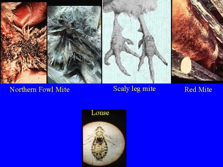 Scaly leg mite Northern Fowl Mite Louse Red Mite 