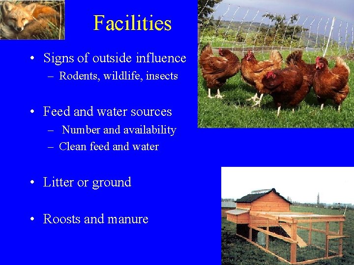 Facilities • Signs of outside influence – Rodents, wildlife, insects • Feed and water