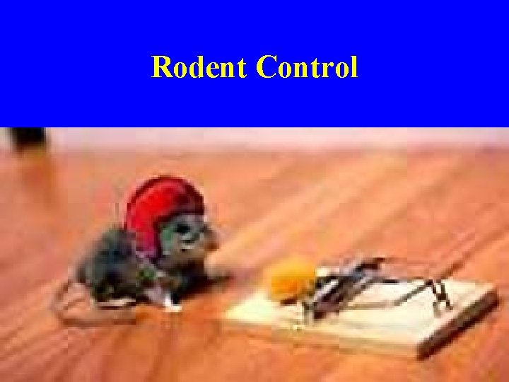 Rodent Control 