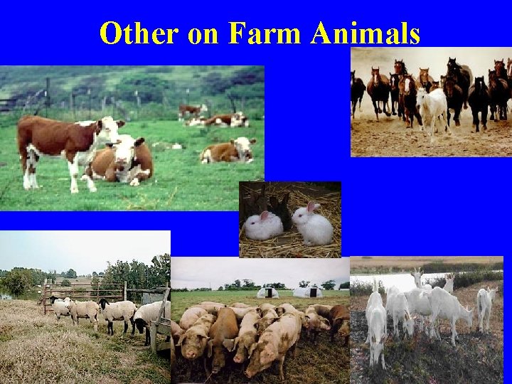 Other on Farm Animals 