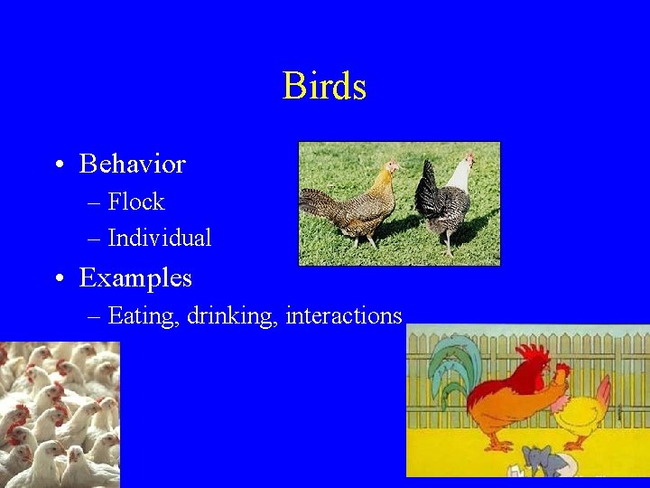 Birds • Behavior – Flock – Individual • Examples – Eating, drinking, interactions 