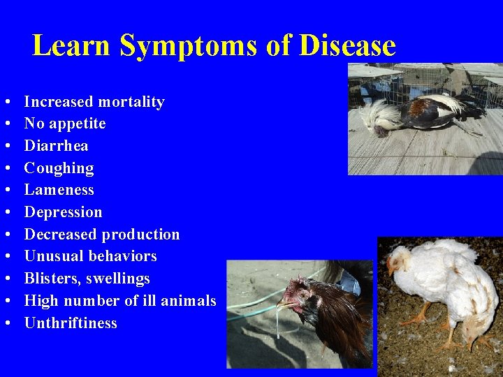 Learn Symptoms of Disease • • • Increased mortality No appetite Diarrhea Coughing Lameness