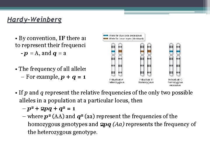 Hardy-Weinberg • By convention, IF there are only 2 alleles at a locus, p