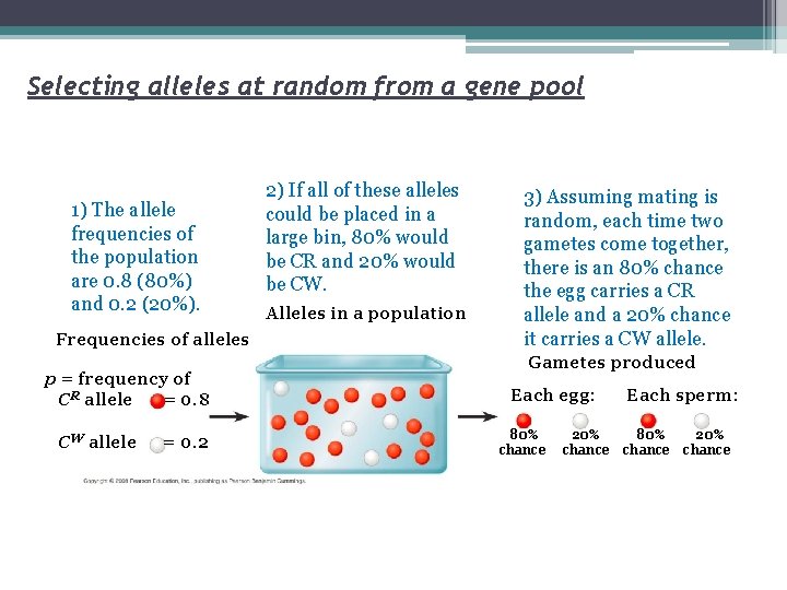 Selecting alleles at random from a gene pool 1) The allele frequencies of the