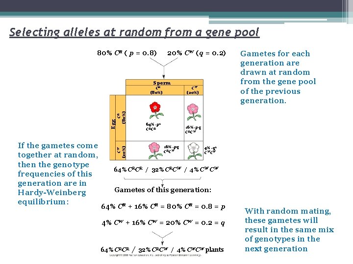 Selecting alleles at random from a gene pool 80% CR ( p = 0.