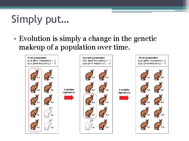 Simply put… • Evolution is simply a change in the genetic makeup of a