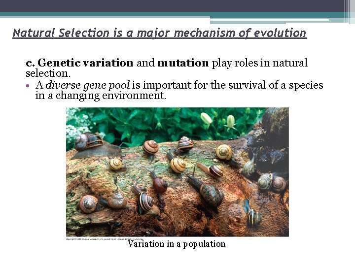 Natural Selection is a major mechanism of evolution c. Genetic variation and mutation play