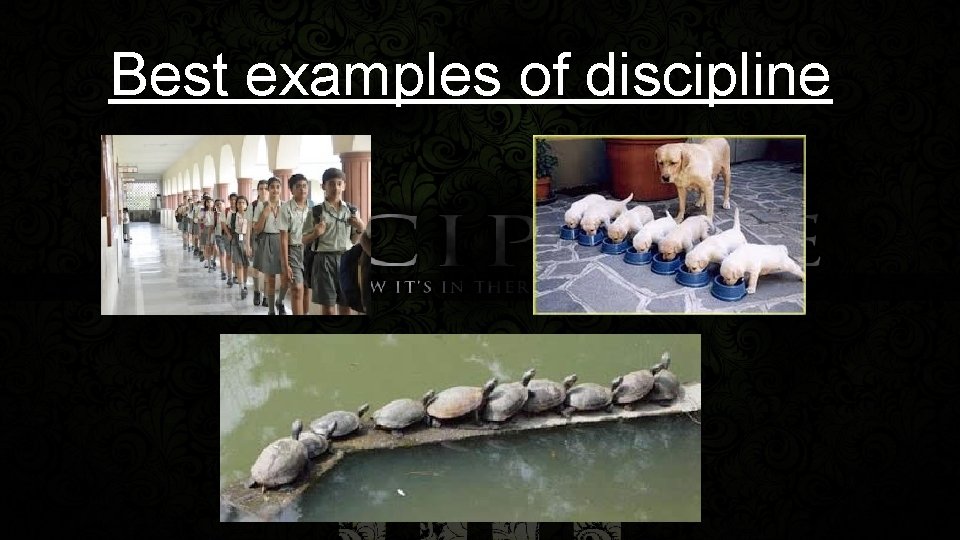 Best examples of discipline 
