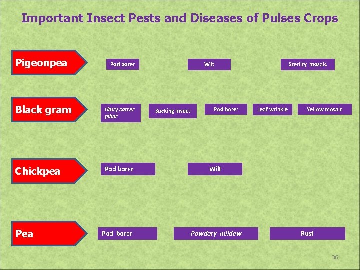 Important Insect Pests and Diseases of Pulses Crops Pigeonpea Pod borer Wilt Black gram