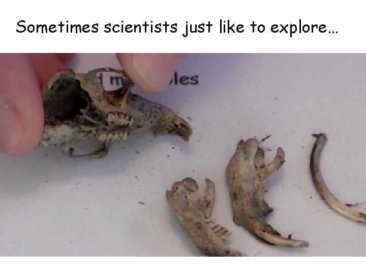 Sometimes scientists just like to explore… 