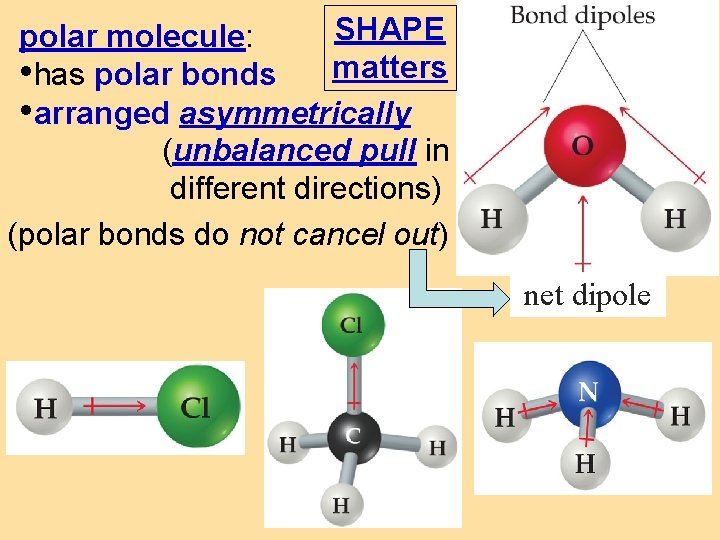 SHAPE polar molecule: • has polar bonds matters • arranged asymmetrically (unbalanced pull in