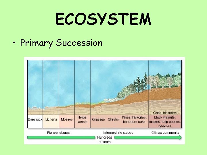 ECOSYSTEM • Primary Succession 