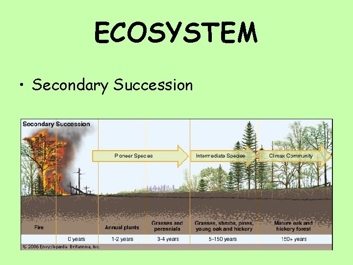 ECOSYSTEM • Secondary Succession 